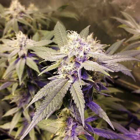 Og24k E2 growlog timeline photo