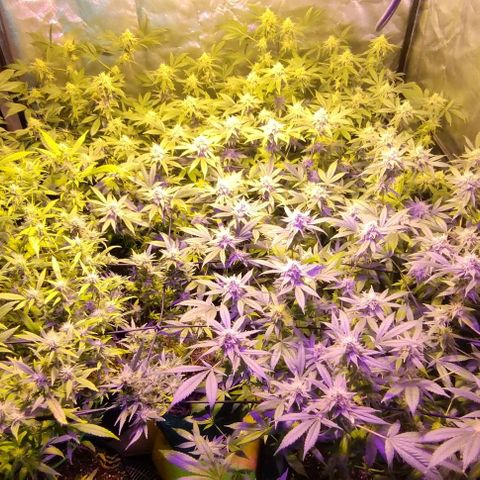 Og24k E2 growlog timeline photo