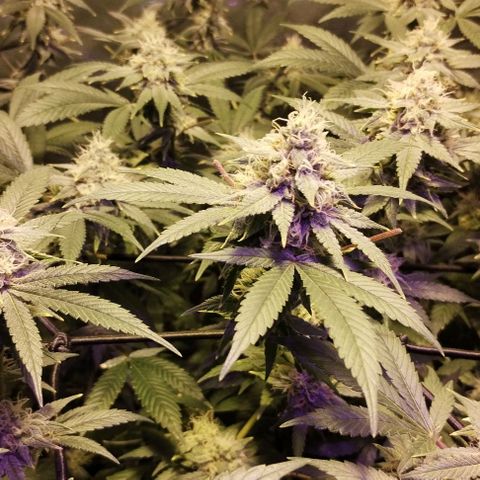 Og24k E2 growlog timeline photo
