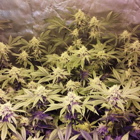 Og24k E2 growlog timeline photo
