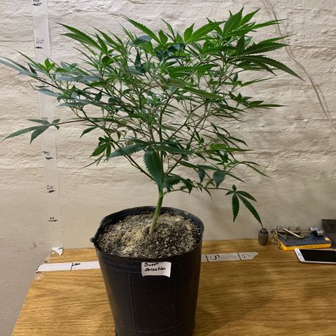 Sweet Zenzation growlog timeline photo