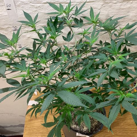 Sweet Zenzation growlog timeline photo