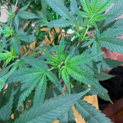 Sweet Zenzation growlog timeline photo