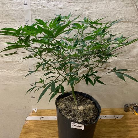 Sweet Zenzation growlog timeline photo