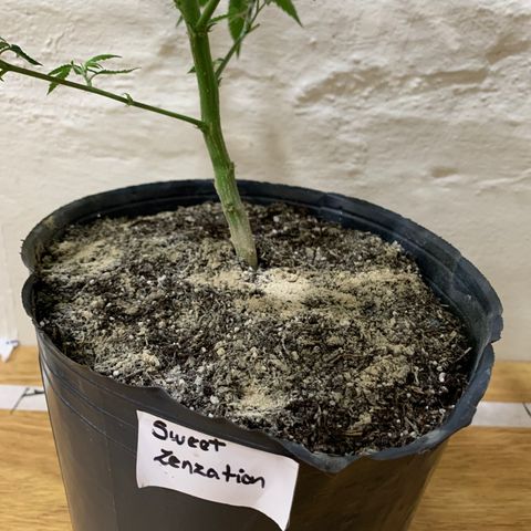 Sweet Zenzation growlog timeline photo