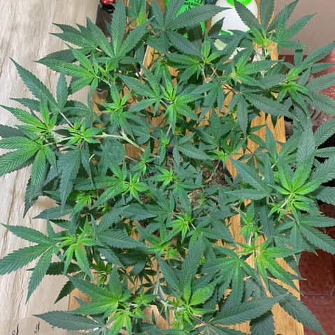 Sweet Zenzation growlog timeline photo