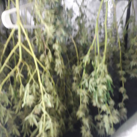 Og24k E2 growlog photo: 50% HR max