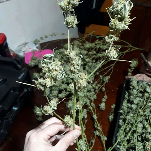 Og24k E2 growlog timeline photo