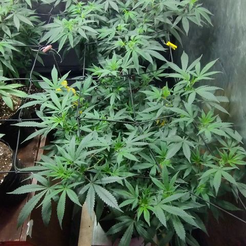 Sweet Zenzation growlog timeline photo