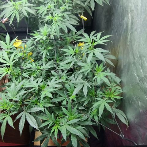 Sweet Zenzation growlog timeline photo