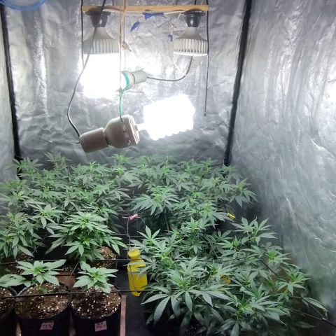 Sweet Zenzation growlog timeline photo