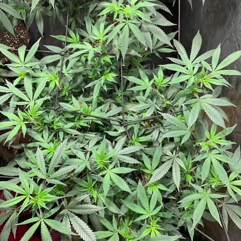 Sweet Zenzation growlog timeline photo