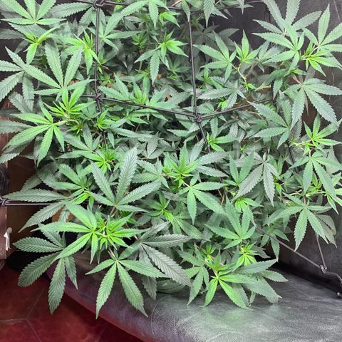 Sweet Zenzation growlog timeline photo