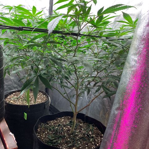 Sweet Zenzation growlog timeline photo