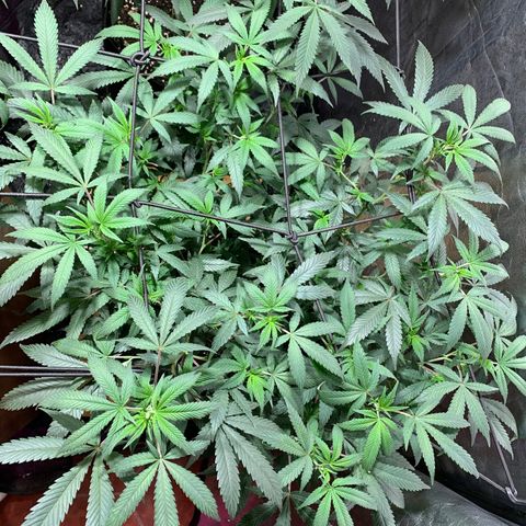 Sweet Zenzation growlog timeline photo