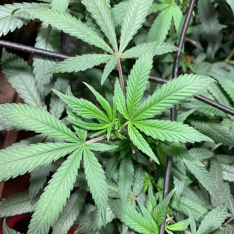 Sweet Zenzation growlog timeline photo