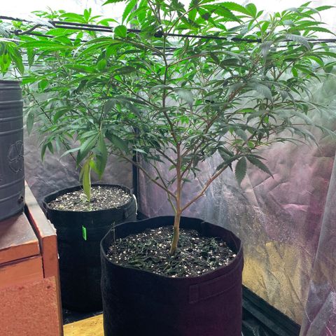 Sweet Zenzation growlog timeline photo
