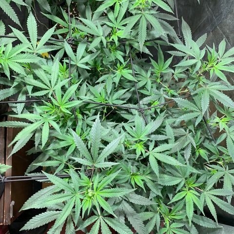 Sweet Zenzation growlog photo: Se observa que la planta está sana, el color es muy verde, se requiere de un exfoliación(poda) 