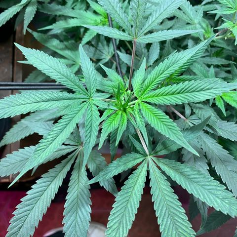Sweet Zenzation growlog photo: Se observa que la planta está sana, el color es muy verde, se requiere de un exfoliación(poda) 