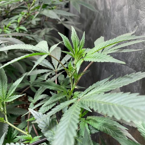 Sweet Zenzation growlog photo: Se observa que la planta está sana, el color es muy verde, se requiere de un exfoliación(poda) 