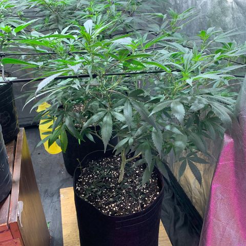 Sweet Zenzation growlog photo: Se observa que la planta está sana, el color es muy verde, se requiere de un exfoliación(poda) 