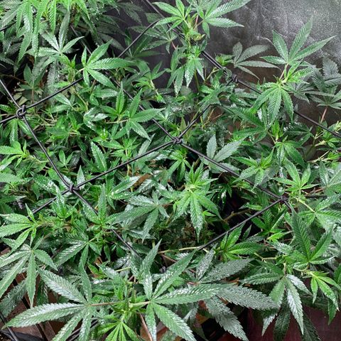 Sweet Zenzation growlog timeline photo