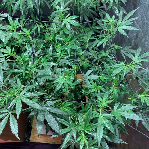 Sweet Zenzation growlog timeline photo