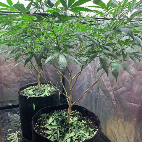 Sweet Zenzation growlog timeline photo