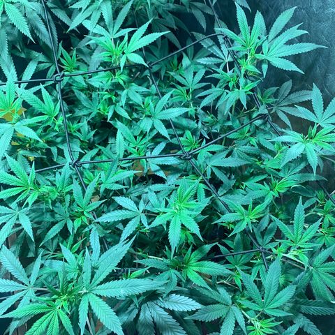 Sweet Zenzation growlog photo: Hora1:27am de 13/09