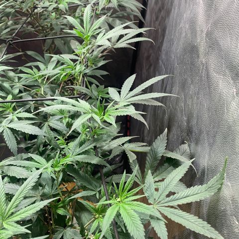 Sweet Zenzation growlog photo: Hora1:27am de 13/09