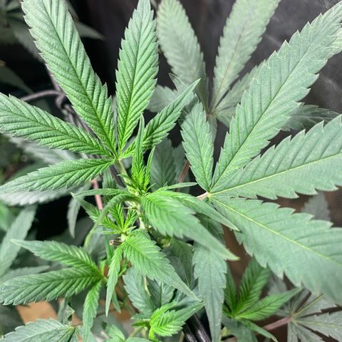 Sweet Zenzation growlog photo: Hora1:27am de 13/09