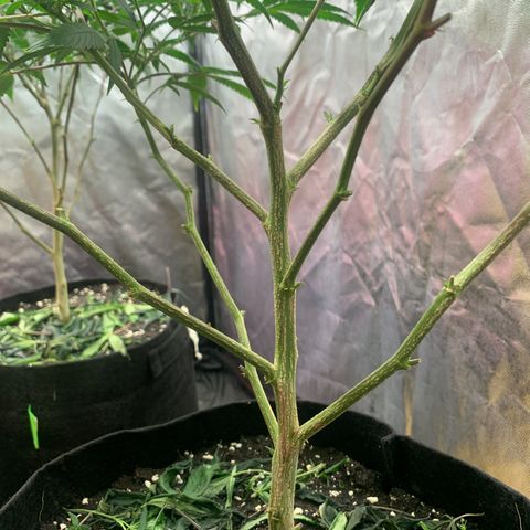Sweet Zenzation growlog timeline photo