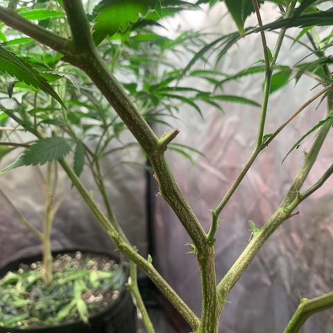Sweet Zenzation growlog timeline photo