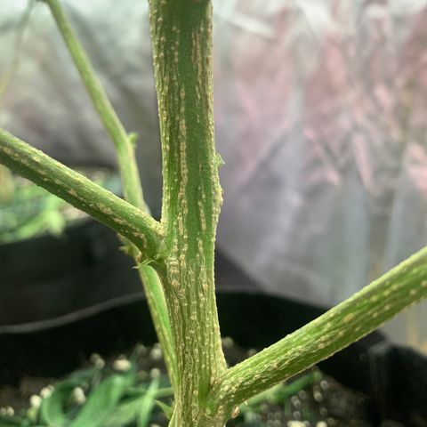 Sweet Zenzation growlog timeline photo