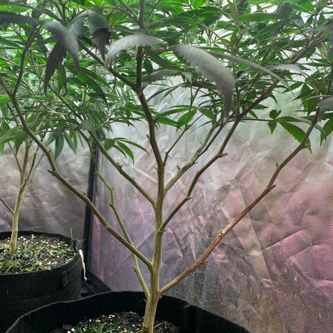 Sweet Zenzation growlog photo: Se observa también que tiene hojas caídas, aún tiene el tronco con esas pinturas amarillas, pero no se ve que haya avanzado 
