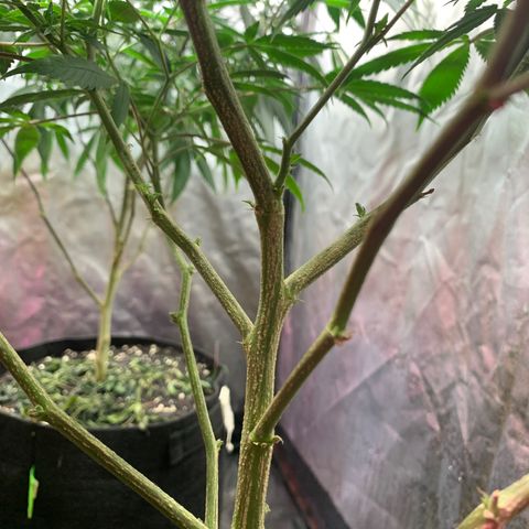 Sweet Zenzation growlog photo: Se observa también que tiene hojas caídas, aún tiene el tronco con esas pinturas amarillas, pero no se ve que haya avanzado 