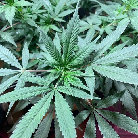 Sweet Zenzation growlog photo: Fotos antes del riego 
Foto: 20:22 de 16/09