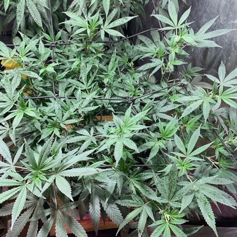 Sweet Zenzation growlog photo: Se observa también que tiene hojas caídas, aún tiene el tronco con esas pinturas amarillas, pero no se ve que haya avanzado 