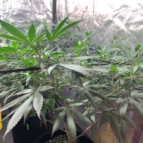 Sweet Zenzation growlog photo: Fotos antes del riego 
Foto: 20:22 de 16/09