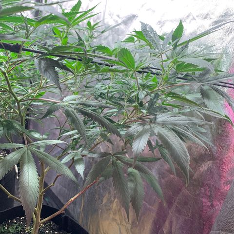 Sweet Zenzation growlog photo: Se observa también que tiene hojas caídas, aún tiene el tronco con esas pinturas amarillas, pero no se ve que haya avanzado 