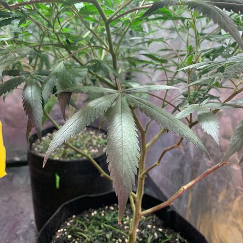 Sweet Zenzation growlog photo: Se observa también que tiene hojas caídas, aún tiene el tronco con esas pinturas amarillas, pero no se ve que haya avanzado 
