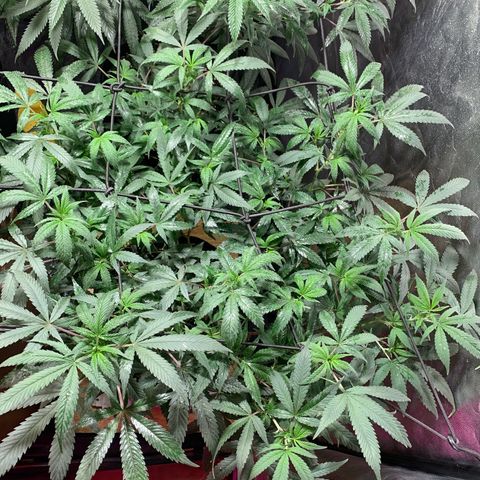 Sweet Zenzation growlog photo: Después del riego 
Foto: 21:24 de 16/09 