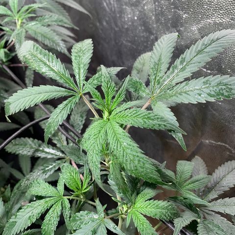 Sweet Zenzation growlog photo: Después del riego 
Foto: 21:24 de 16/09 