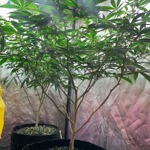 Sweet Zenzation growlog photo: Después del riego 
Foto: 21:24 de 16/09 