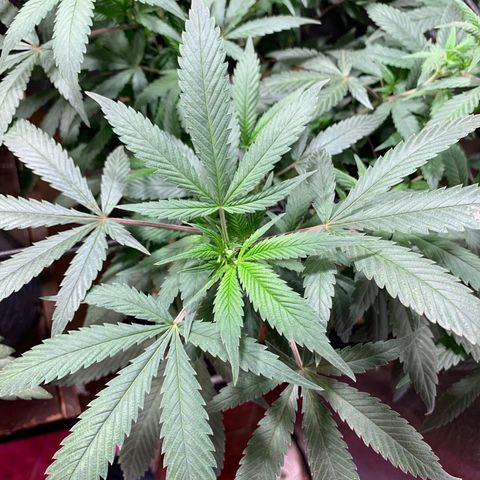 Sweet Zenzation growlog photo: También algunas puntas amarillas
Planta sana con un buen color
Foto: 1:08am de 19/09 