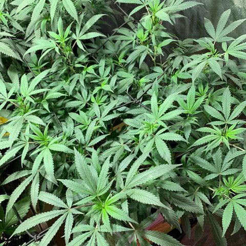 Sweet Zenzation growlog photo: También algunas puntas amarillas
Planta sana con un buen color
Foto: 1:08am de 19/09 