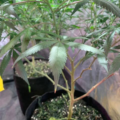 Sweet Zenzation growlog photo: También algunas puntas amarillas
Planta sana con un buen color
Foto: 1:08am de 19/09 