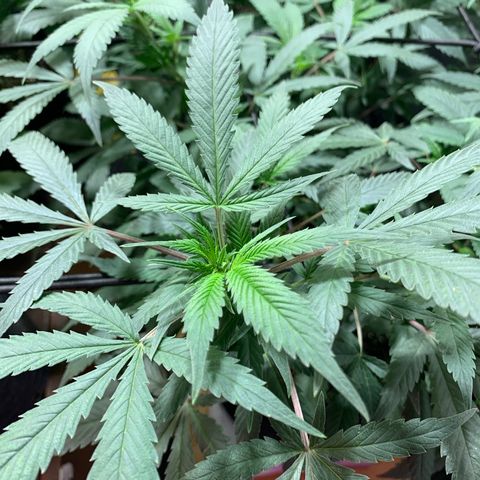 Sweet Zenzation growlog photo: También algunas puntas amarillas
Planta sana con un buen color
Foto: 1:08am de 19/09 