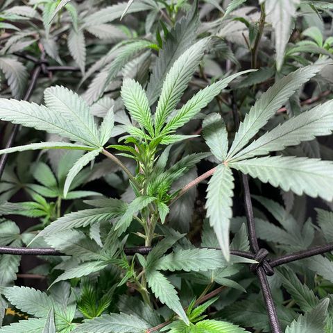 Sweet Zenzation growlog photo: También algunas puntas amarillas
Planta sana con un buen color
Foto: 1:08am de 19/09 