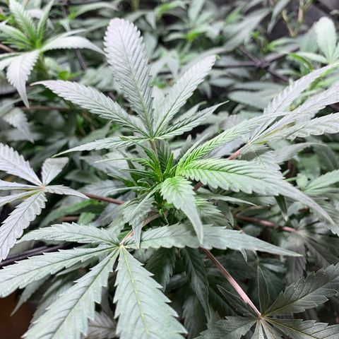 Sweet Zenzation growlog photo: También algunas puntas amarillas
Planta sana con un buen color
Foto: 1:08am de 19/09 